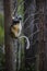 Diademed Sifaka - Propithecus diadema, rain forest, Madagascar