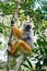 The diademed sifaka sitting on a branch. Madagascar. Mantadia National Park.