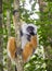 The diademed sifaka sitting on a branch. Madagascar. Mantadia National Park.
