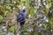 Diademed tanager, Serra da Mantiqueira, Atlantic Forest, Itatiaia, Brazil