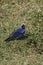 Diademed tanager, Stephanophorus diadematus