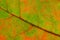 Diagonal abstract autumn background.