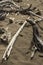 Diagonal, bleached driftwood log on sandy beach of Flagstaff Lak