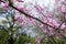 Diagonal branch of blossoming Cercis canadensis