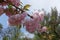Diagonal branch of blossoming sakura with double pink flowers against the sky
