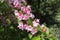 Diagonal branch of blossoming Weigela florida in May