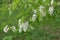 Diagonal branch of Robinia pseudoacacia with racemes of white flowers