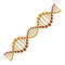 Diagonal dna chain science golden color