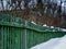 Diagonal green winter fence