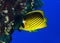 Diagonal-lined butterflyfish