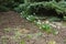 Diagonal row of flowering snowdrops in the garden