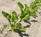 Diagonal row of young sugar beet plants