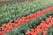 Diagonal rows of different coloured tulips red, yellow, purple