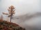 Diagonal stony steep slope and forest in dense fog. Stone hillside with larches trees in morning in thick low clouds. Mountainside