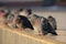 Diagonal view on gray doves city birds sitting on the street stone sidewalk. Dove portrait. City park birds of peace. City birds