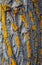 Diagonal yellow moss stripes on oak tree trunk, texture or background