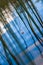 Diagonally photographed photo of a floating feather on blue water among the reed stalks with beautiful reflections and a blurred