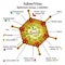 Diagram of Adeno virus particle structure