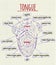 Diagram of the anatomy of human tongue