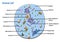 diagram of animal cell eukaryotic cell labeled