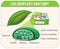 Diagram of Chloroplast Anatomy for Biology and Life Science Education