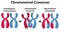 Diagram of chromosomal crossover isolated