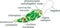 Diagram of Euglena. Structure of Euglena viridis with different organelles