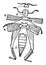 Diagram of the External Structure of an Insect vintage illustration