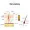 Diagram of a hair follicle in a cross section of skin layers