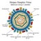 Diagram of Herpes simplex virus particle structure