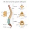 Diagram of a human spine with the name and description of all sections and segments of the vertebrae, vector illustration.