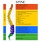 Diagram of a human spine with the name and description of all sections of the vertebrae, vector illustration.