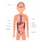 Diagram internal organs