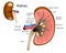 Diagram Kidney Internal Structure.