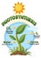 Diagram of Photosynthesis for biology and life science education