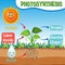 Diagram of Photosynthesis for biology and life science education