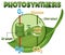 Diagram of Photosynthesis for biology and life science education