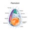 Diagram of Plasmodium merozoites structure.