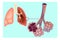 Diagram the pulmonary alveolus air sacs in the lung.