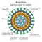 Diagram of Rota virus particle structure