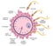 Diagram sequence of events in penetration of coverings and plasma membrane of egg. Spermatozoon penetrates in ovum