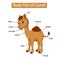 Diagram showing body part of camel