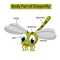 Diagram showing body part of dragonfly