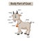 Diagram showing body part of goat