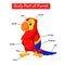 Diagram showing body part of parrot