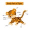 Diagram showing body part of tiger