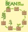 Diagram showing how plants grow from seed to beans