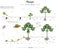 Diagram showing how to grow a papaya tree. Vector illustration