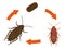 Diagram showing life cycle of cockroach illustration