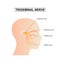 Diagram of Trigeminal nerve anatomical